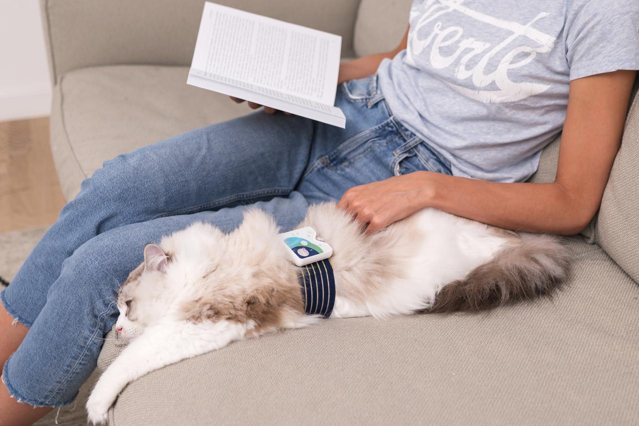 Kediniz için Refah – Healy Hayvanlar İçin